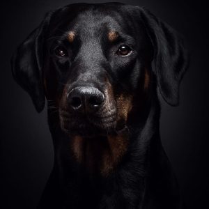 pet for sale